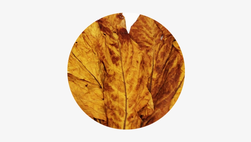 Significant Growth - Leaf Tobacco, transparent png