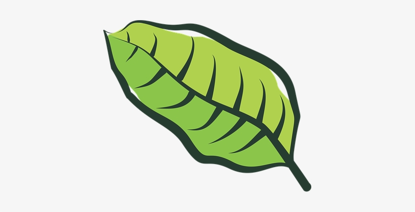 Leaf, Vegetable, Plantation, Plants - Hoja De Tabaco Vector, transparent png