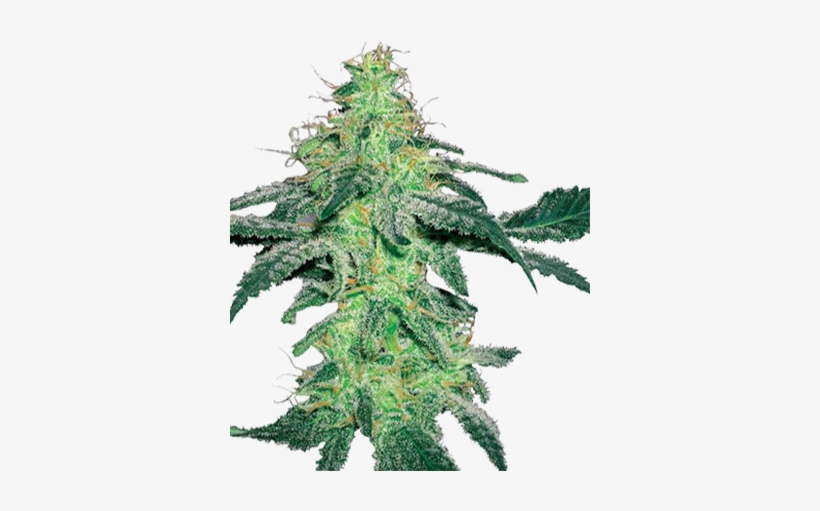 Growers Choice Seeds Amnesia Feminized Cannabis Seeds - Seed, transparent png