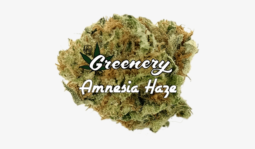 Amnesia Haze - Moss, transparent png