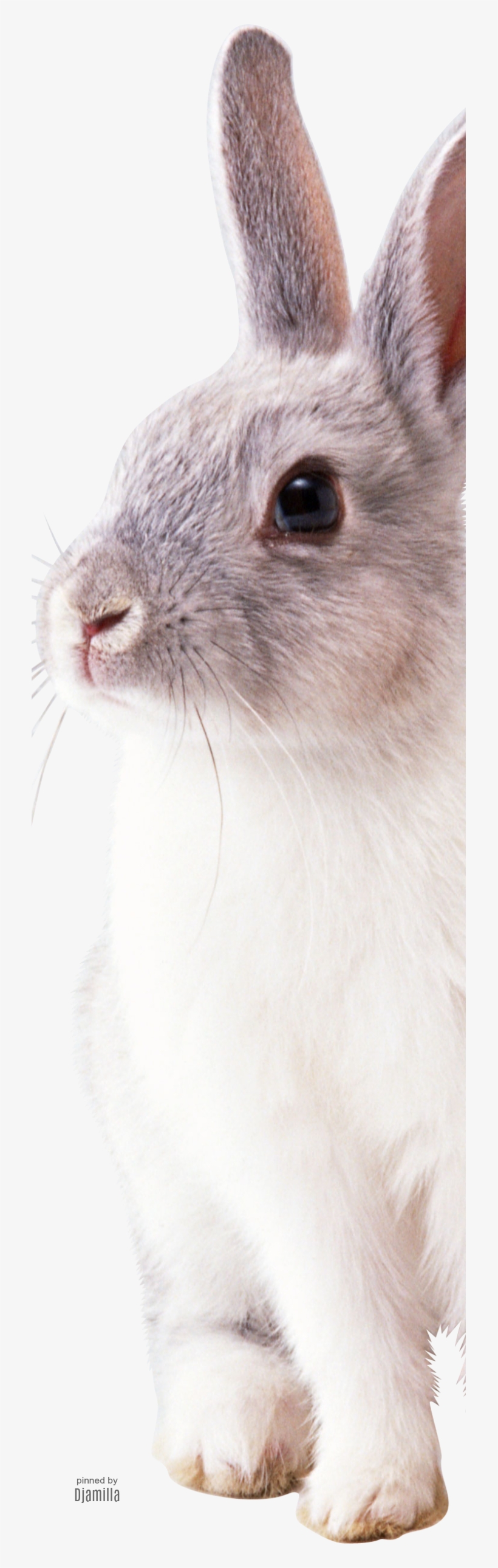 Cute Bunny Rabbit Png, Bunny Rabbits, Dwarf Bunnies, - White Rabbit Png, transparent png