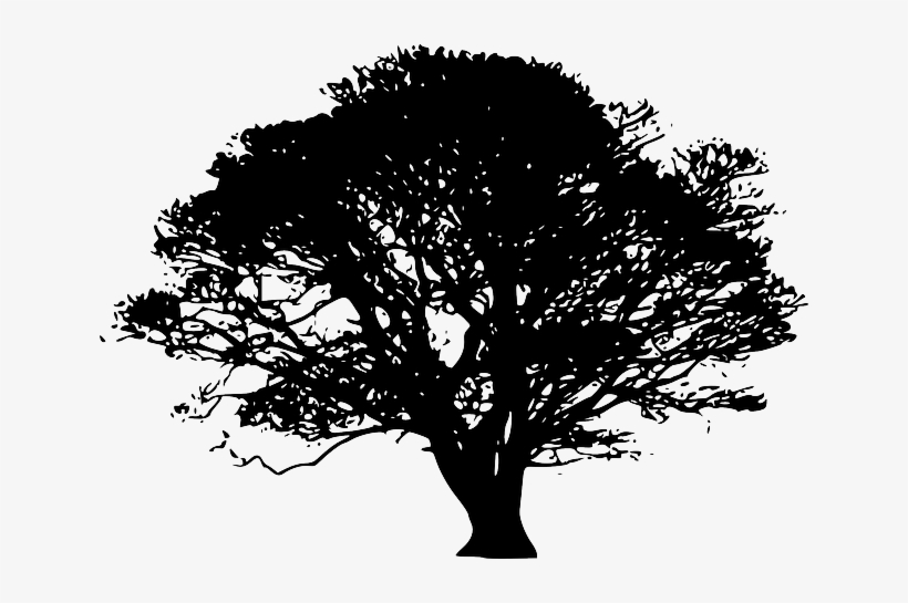 Big Tree Silhouette Png, transparent png