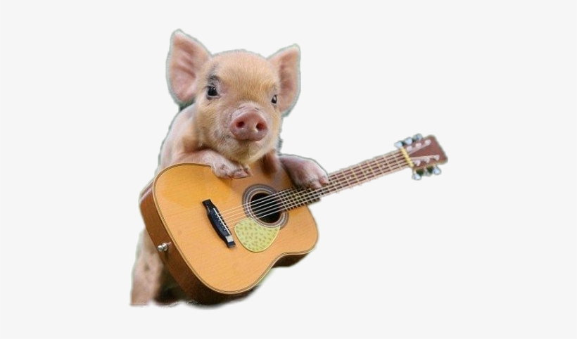 Cute Pig, transparent png