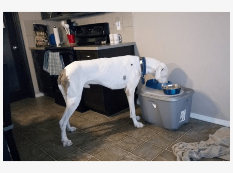 Whisper Is A Great Dane, Found Starving On The Streets - Dog, transparent png