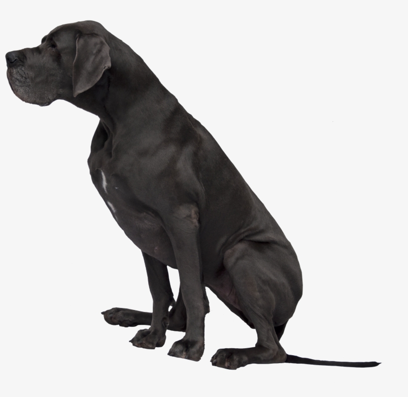 Black Great Dane Png Image, transparent png