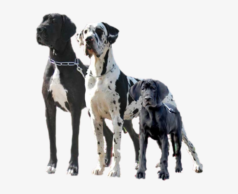 Often Called The Apollo Of Dogs, The Great Dane Can - Great Dane Dog Png, transparent png