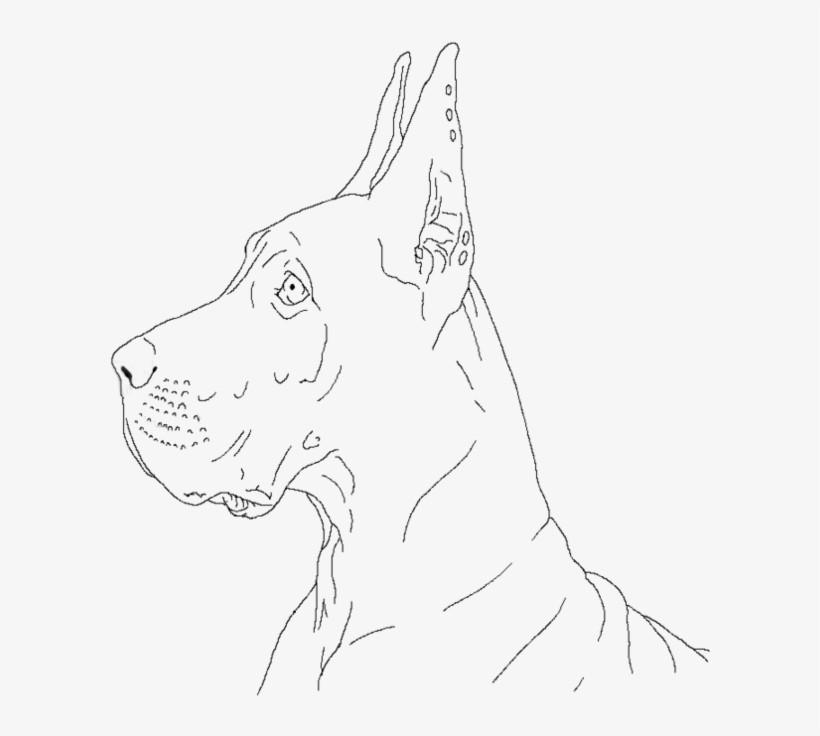 Free Great Dane Lineart By Deaththewolf14-d8c2moj - Great Dane, transparent png