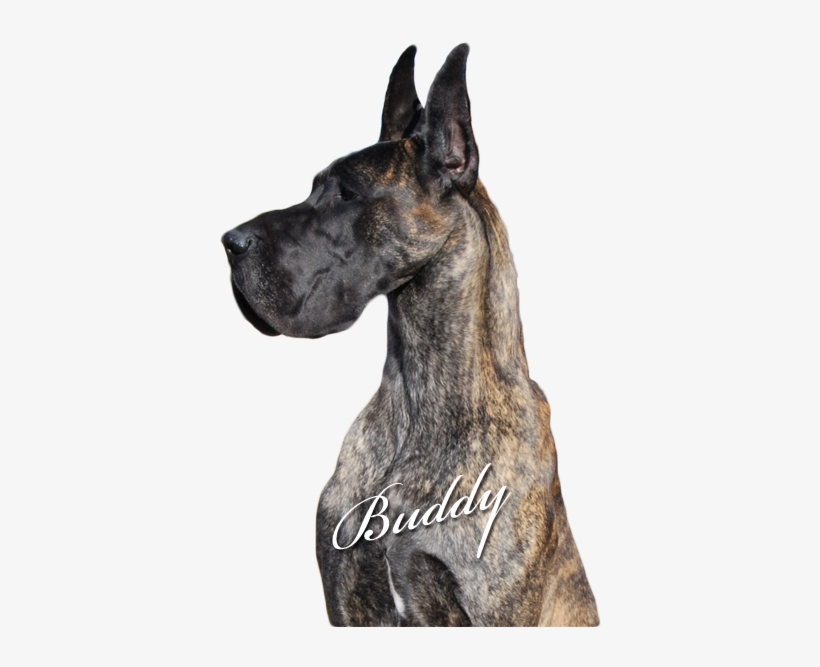 Buddy - Giant Dog Breed, transparent png