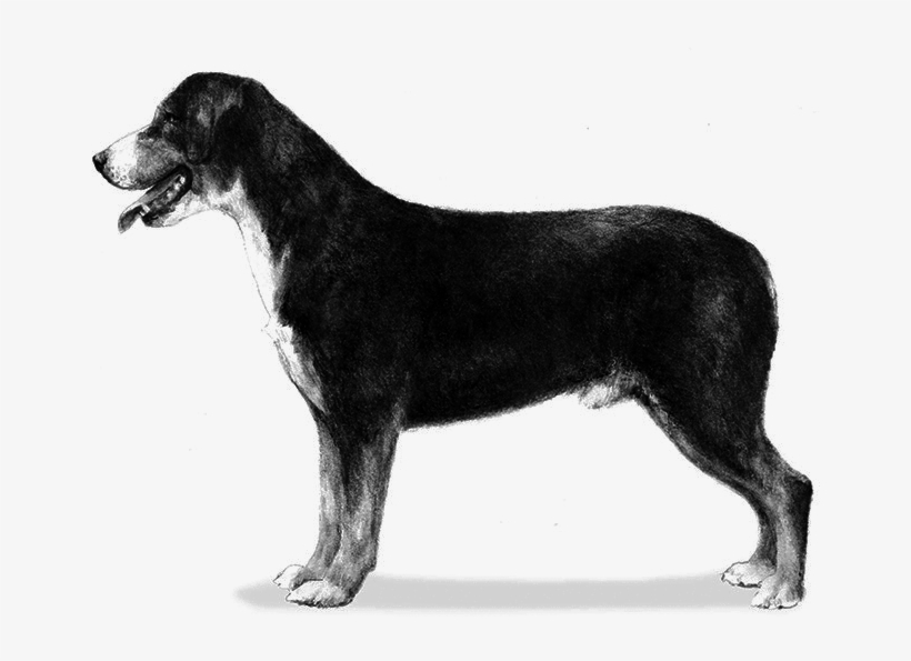 Entlebucher Mountain Dog Sibling Breed - Illustrations Of Dog Breeds Akc, transparent png