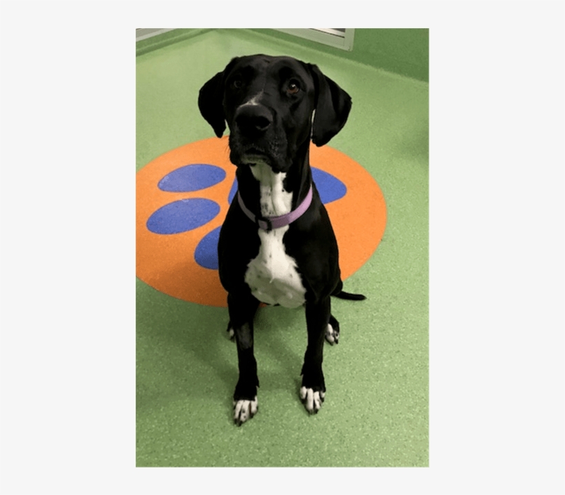 Photo Of Mackenzie - Great Dane, transparent png