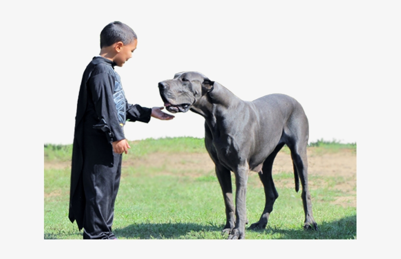 Royal Elite's Great Dane Dam - Royal Dog Great Dane, transparent png