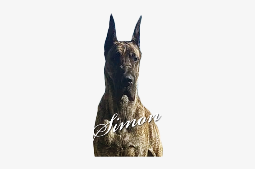 Moonriver's Simon Of Sweetbriar - Sam Mcdadi, transparent png