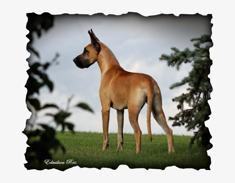 Great Dane, transparent png