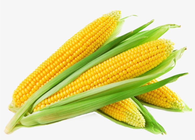 T-bones Fresh Food Market Sweet Corn Cob - Free Images Of Corn, transparent png