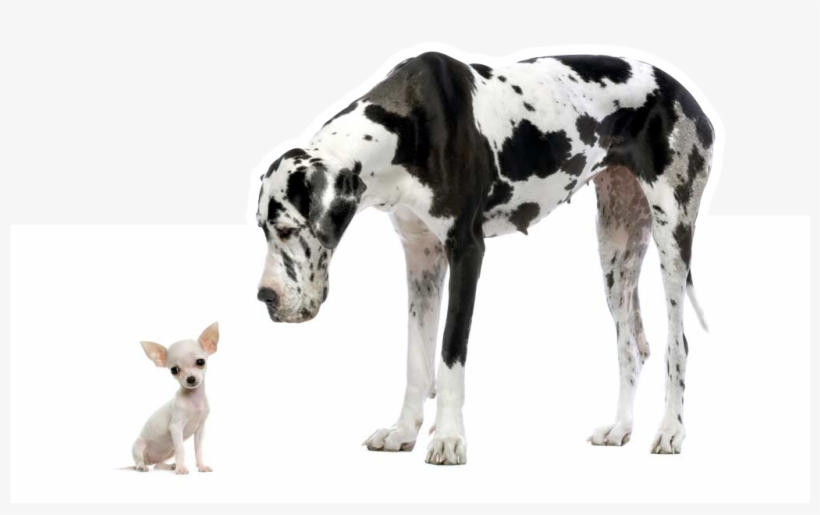 Danes Dog Looking Down At A Chihuahua White Dog - Great Dane, transparent png