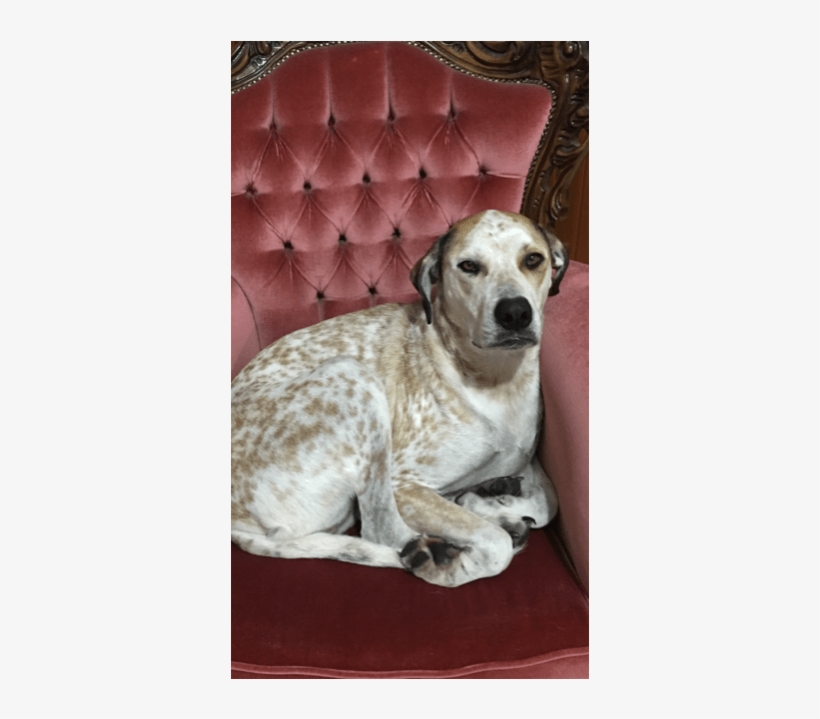 Photo Of Honey ~cattle Dog X Great Dane - Companion Dog, transparent png