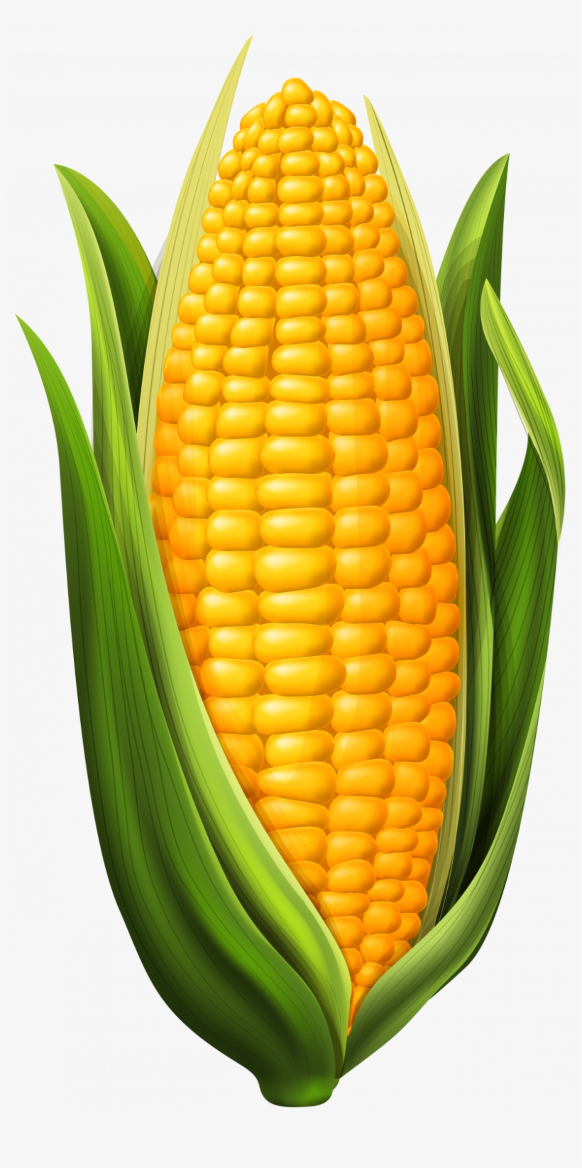Corn On The Cob Clipart, transparent png