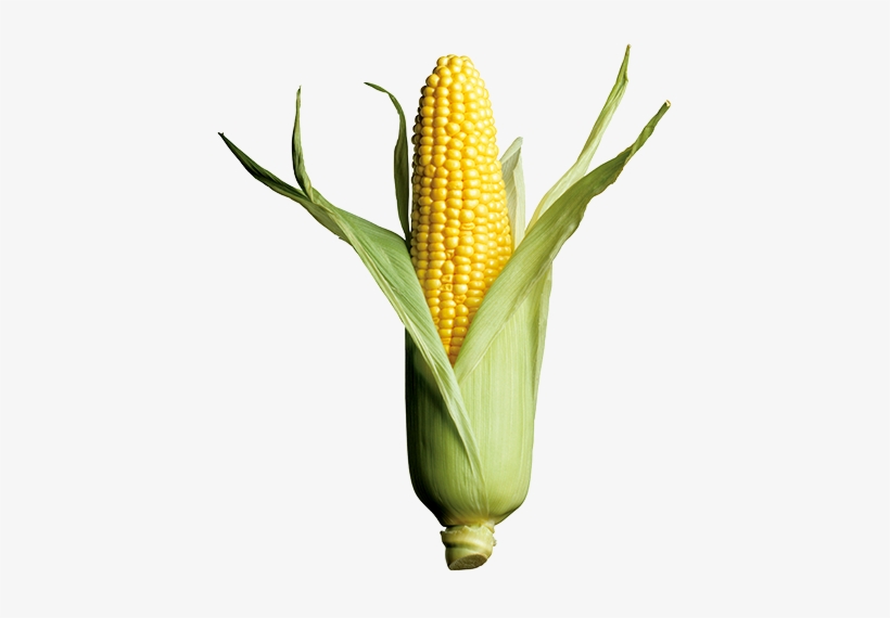 Corn Growers In Many Areas Face A Variety Of Pest Pressures - Corn Is The Best Crop & Wheat, transparent png