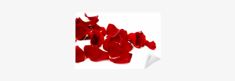 Photography, transparent png