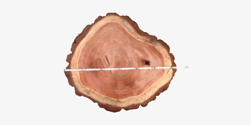 Tree, transparent png
