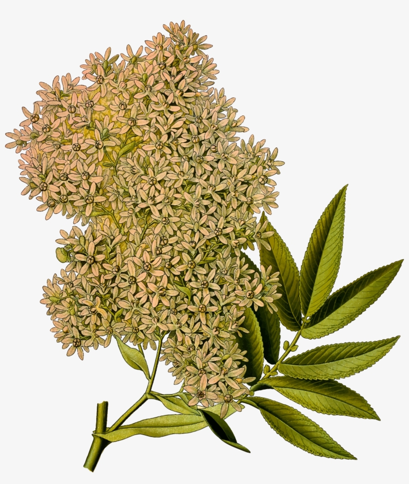 Download Transparent African Redwood Coast Redwood Medicinal Plants