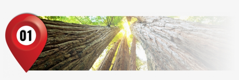 Redwoods, Ca - Poster Reproduction Encadré: Forêts - Troncs D'arbres,, transparent png