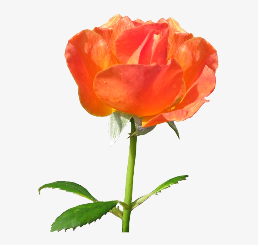Rose Clipart Clip Black And White Stock - Rose, transparent png