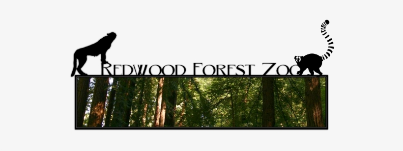 Redwood Forest Zoo - Lemur Vector, transparent png