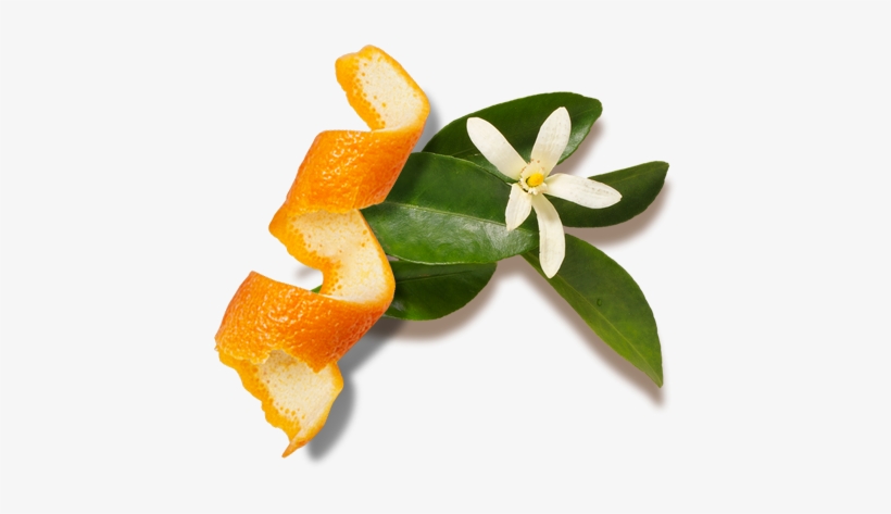Videos - Lemon, transparent png