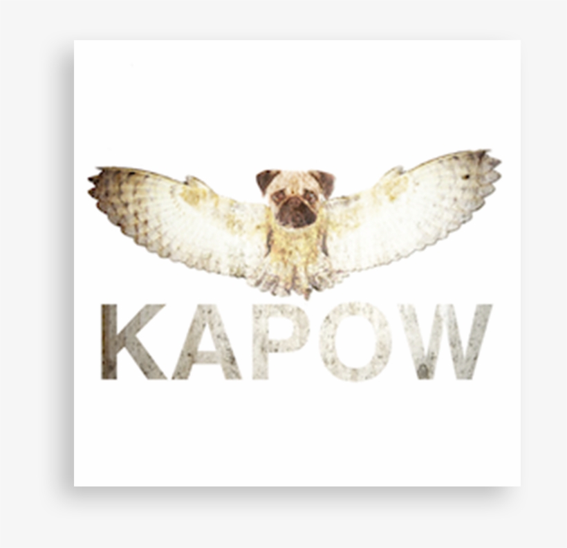 Kapow - Accipitridae, transparent png