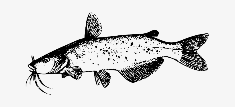 Drawing, Fish, Tail, Catfish, Whiskers, Species, Fins - Catfish Clip Art, transparent png