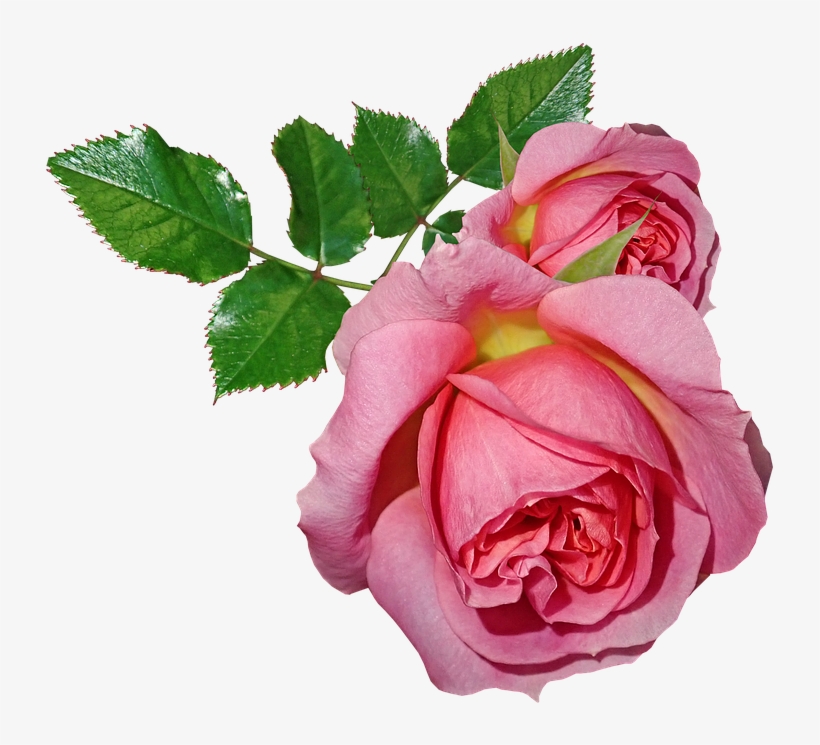 Roses, Flowers, Leaves, Plant, Garden, Nature - Garden Roses, transparent png