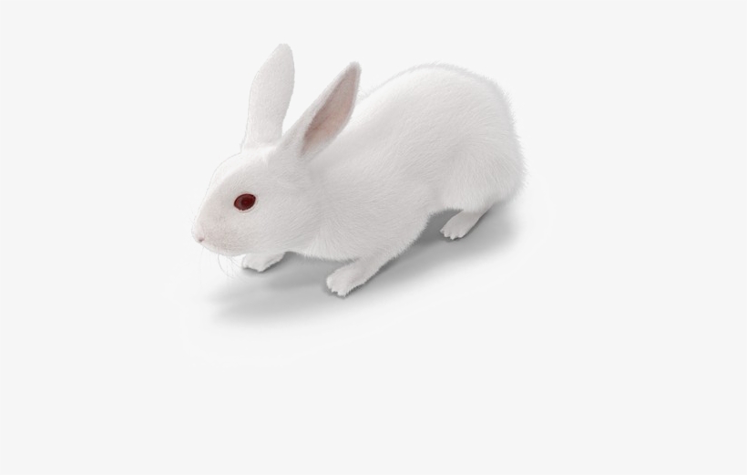 White Rabbit Png Free Download - Domestic Rabbit, transparent png