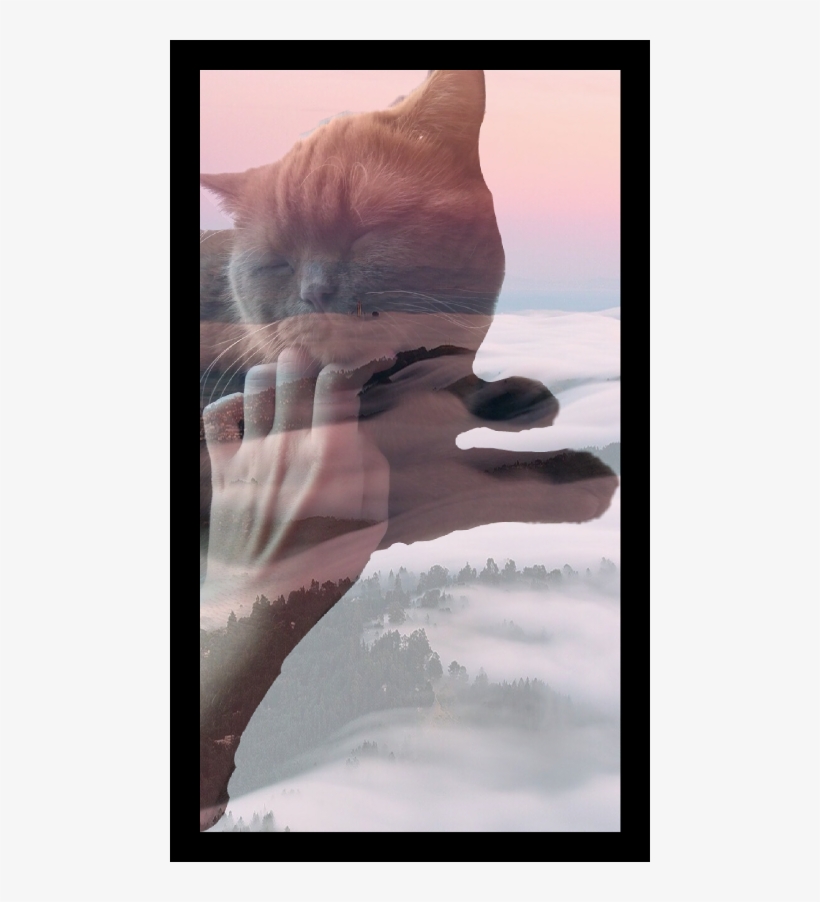 Tabby Cat, transparent png