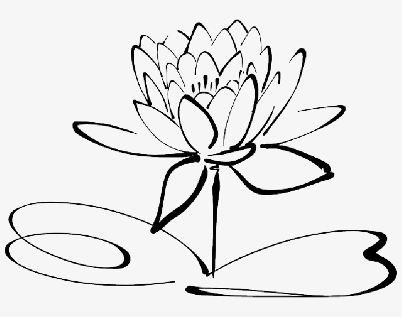 Mb Image/png - Lotus Flowers Clipart Black And White, transparent png