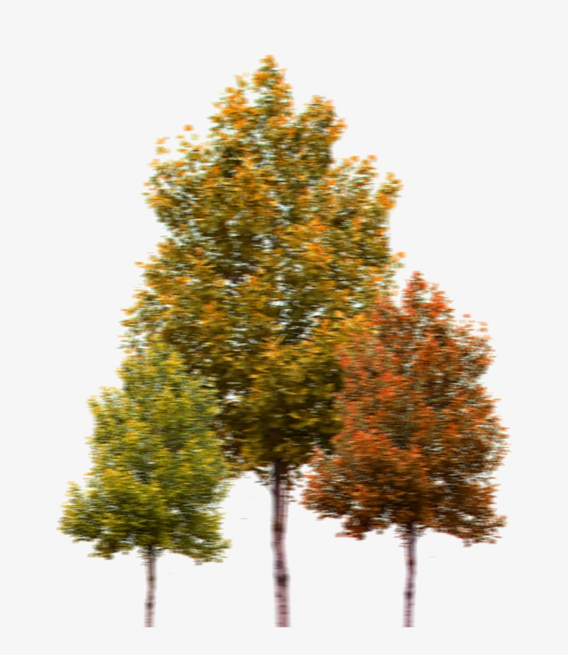 Acadia All-american Road - Png High Quality Tree, transparent png