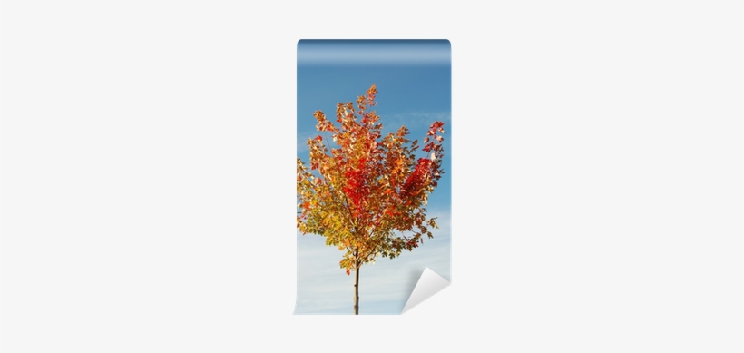 Maple Leaf, transparent png