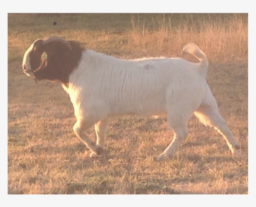 "harold" Was An Unproven Sire But At Such A Young Age - Landseer, transparent png