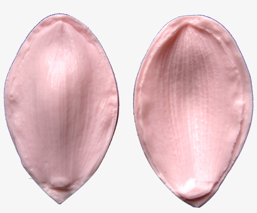 Cymbidium Orchid Sepal & Petal - Petal, transparent png