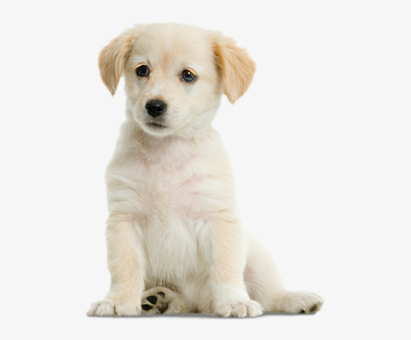 Grooming - Labrador Retriever, transparent png