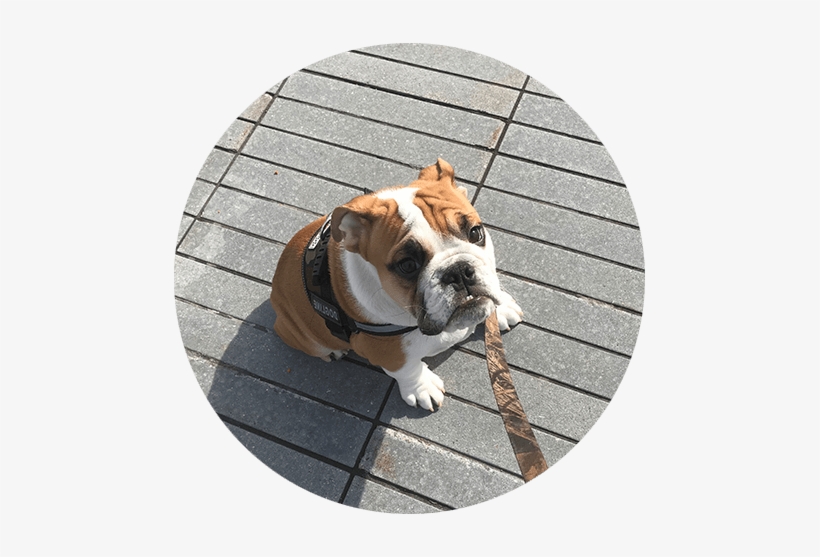 Initial Consult Dog Sitting Dog Boarding Weehawken - Pet Sitting, transparent png
