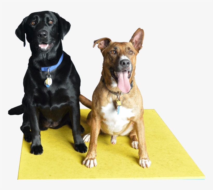 Each Pet By Emphasizing Personal Attention - Pet Sitting, transparent png
