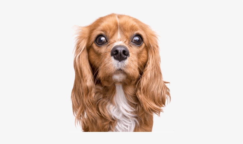blonde cavalier king charles spaniel