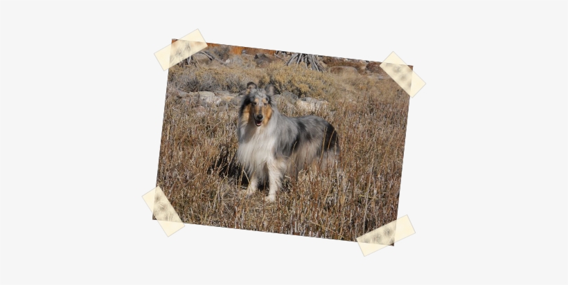 Kittens Photo - Pet, transparent png