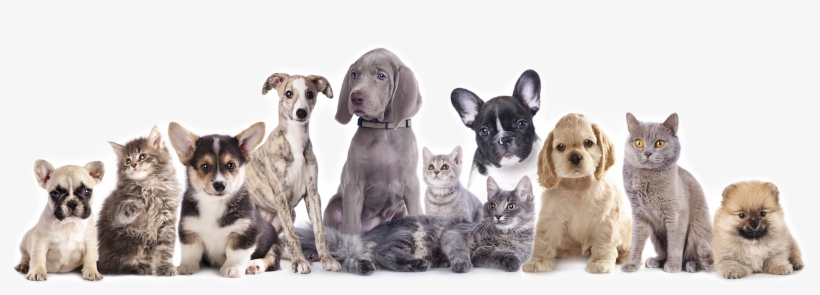 Doggie Daycare, Dog Boarding & Pet Sitting - Pomeranian Spitz Beach Towel, transparent png