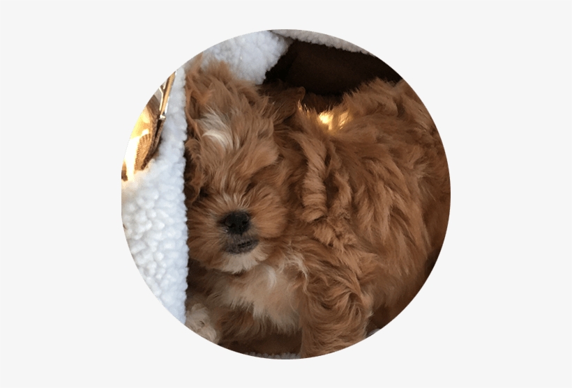 In Home Dog Boarding Weehawken Nj - New Jersey, transparent png