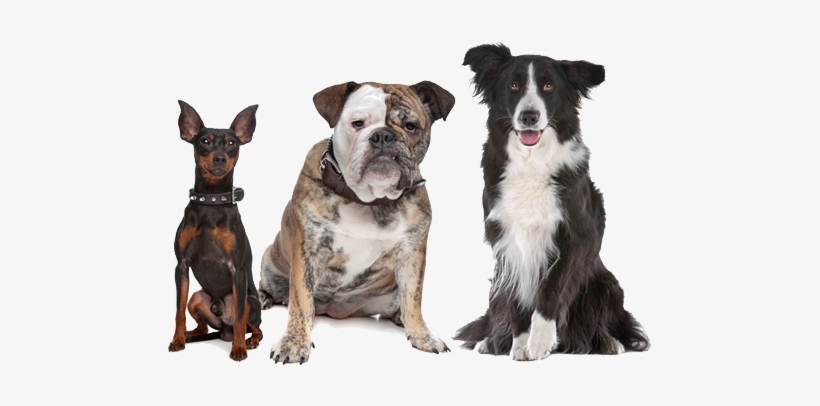 Spirit Ranch Dog Sitting - Xl Dog Tug Toy - Mary & Kate Pets - 25" Cotton, transparent png