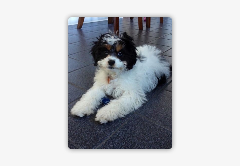 Chances Are You Are Reading This Page Because You Are - Pet Sitting, transparent png