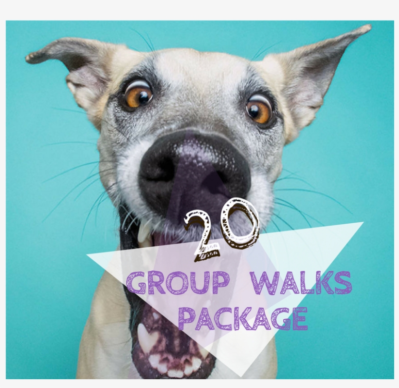 20 Group Walks Pawkee Package - Mês Do Cachorro Louco, transparent png