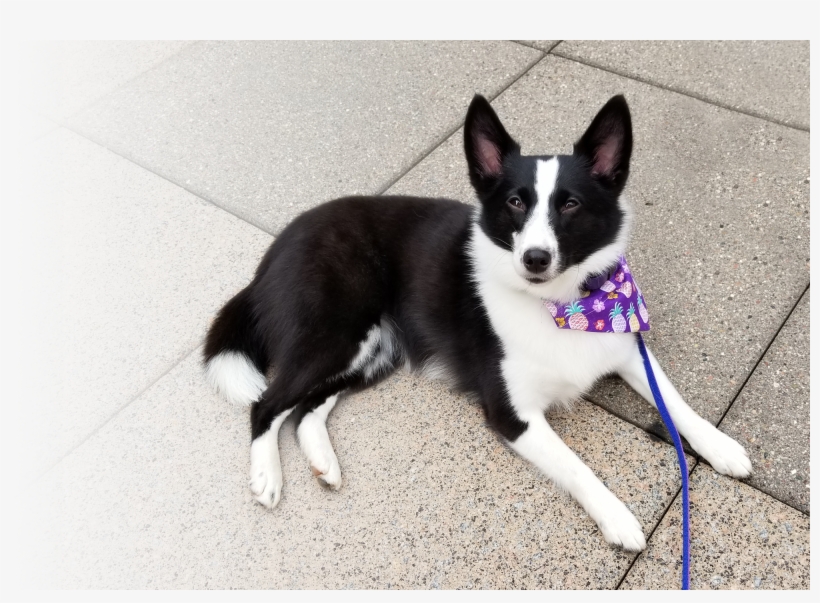 Wakey The Dog Sitting Relaxed - Dog, transparent png